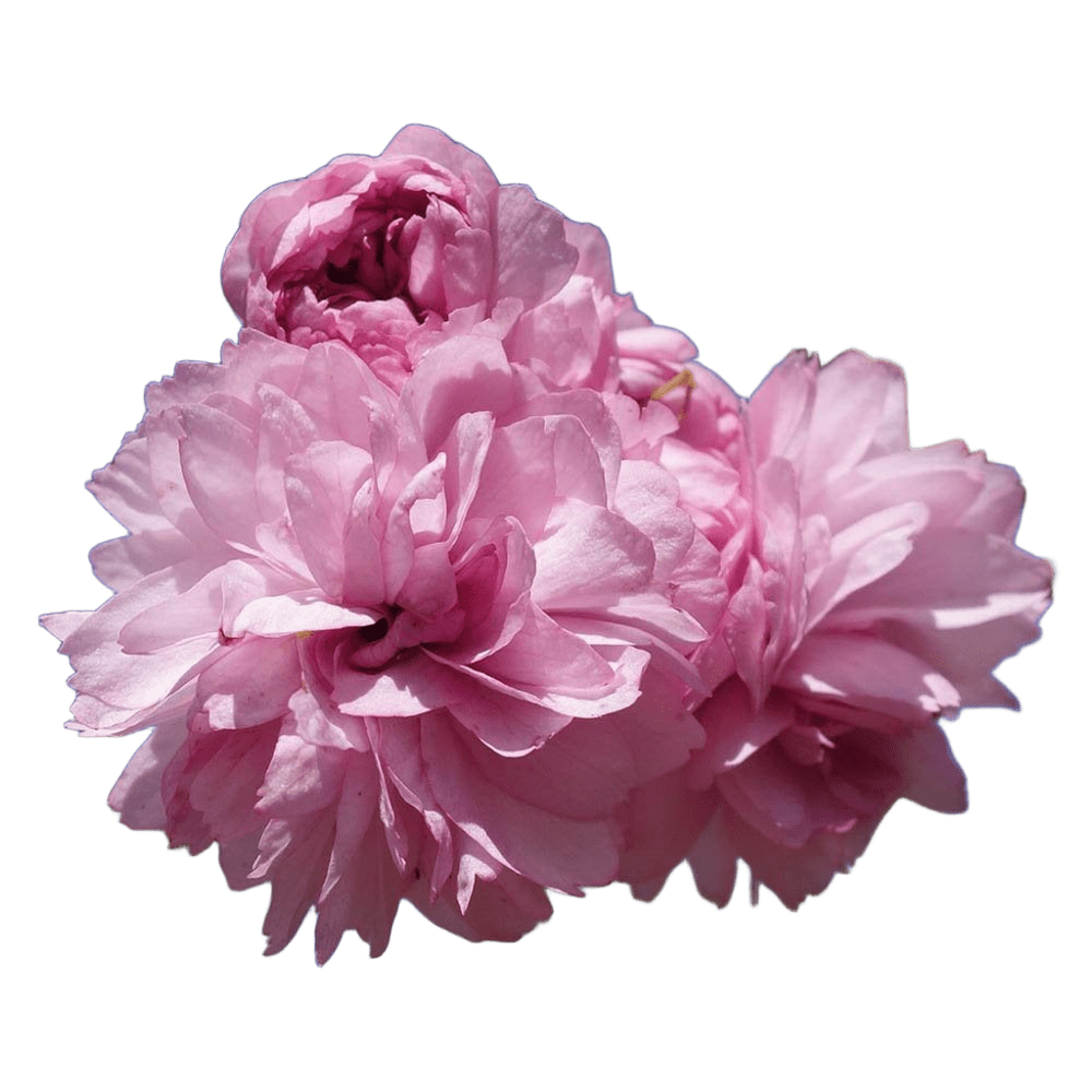 Kiku shidare-zakura tree